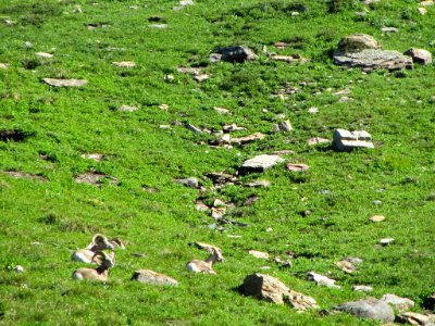 Bighorn Sheep at Glacier NP in MT