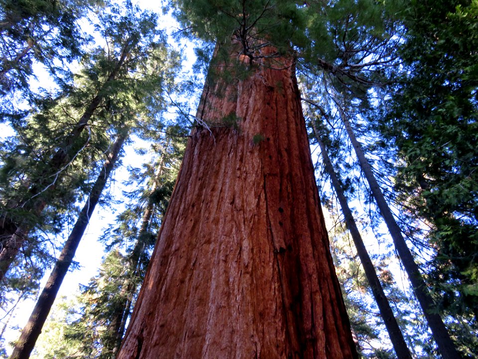 Trail Of 100 Giants at Sequoia NF in CA