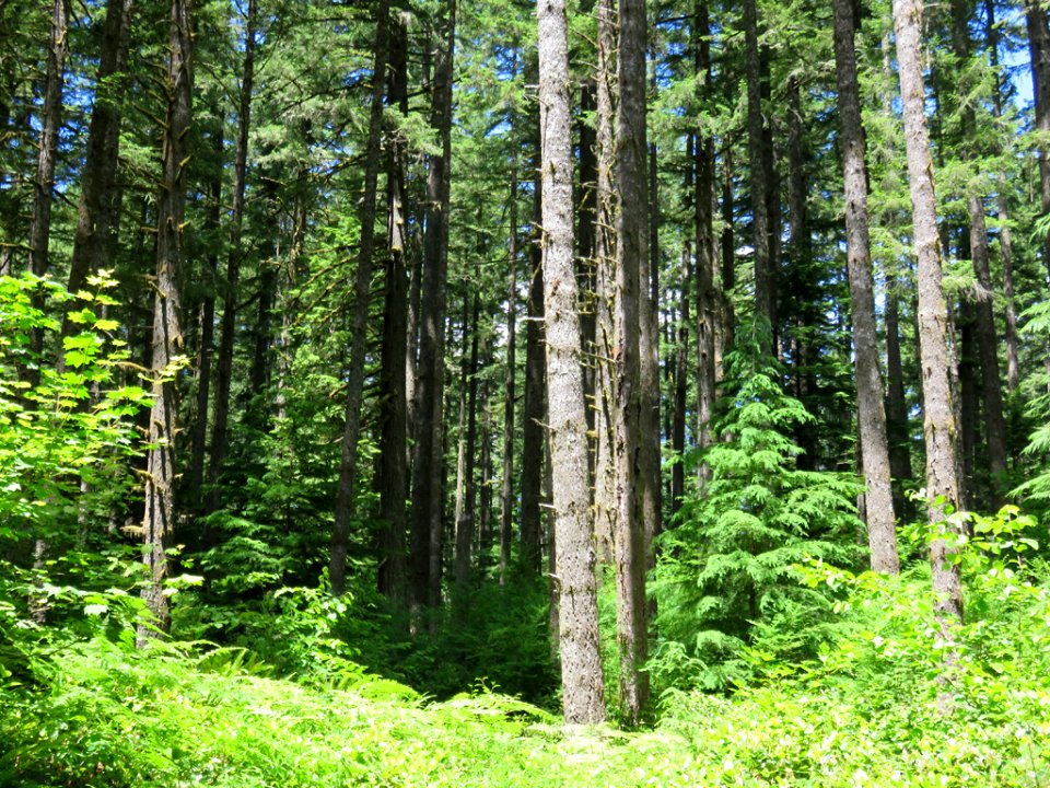 Silver Falls SP in OR
