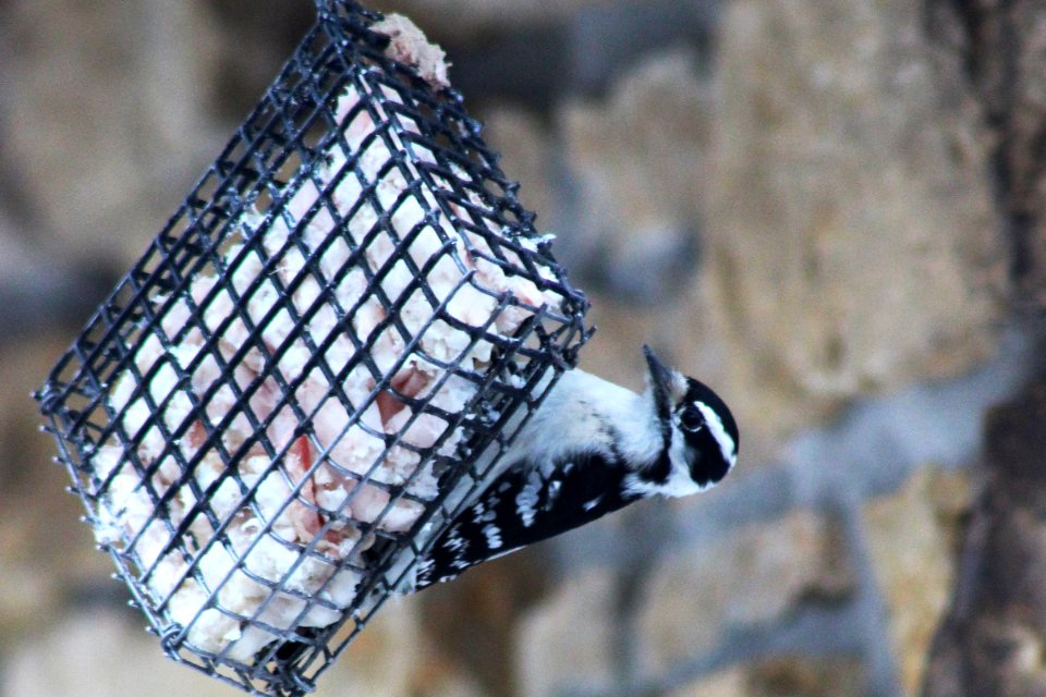 Downy Woodpecker on Suet photo