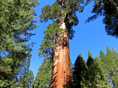 Sequoia NP in CA photo