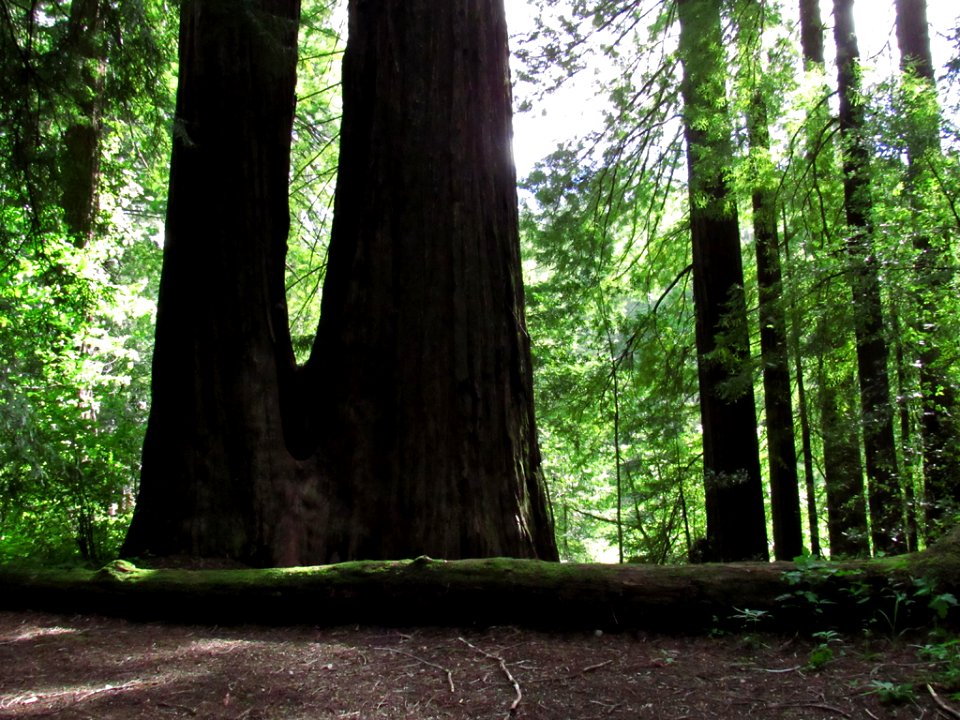 Avenue of the Giants at Redwoods in California