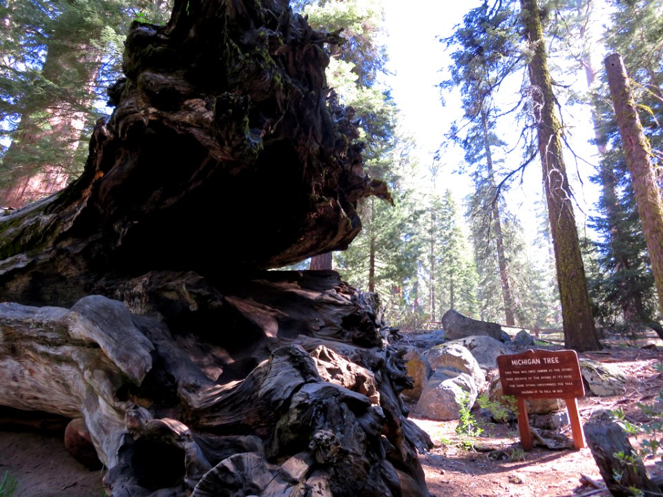 Sequoia NP in CA