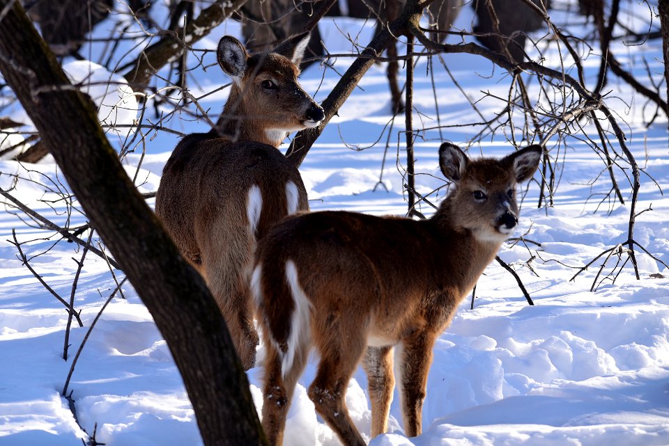 White-tailed deer doe with young
