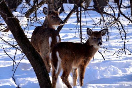 White-tailed deer doe with young photo