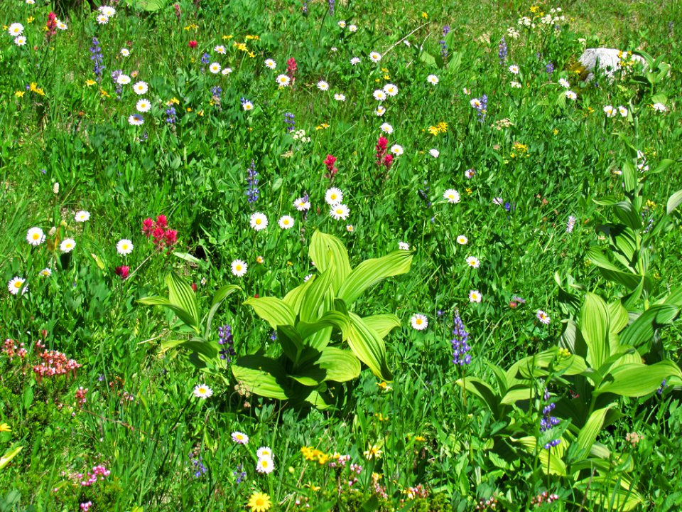Tipsoo Lake Wildflowers at Mt. Rainier NP in WA