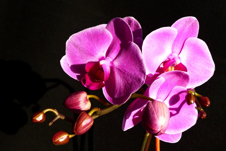 Flower close up pink photo