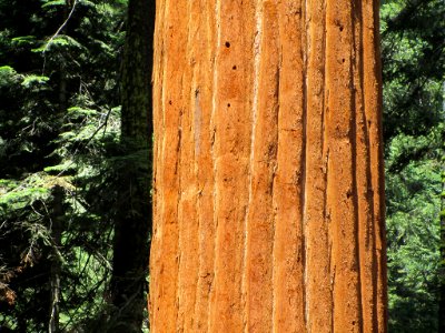 Sequoia NP in CA