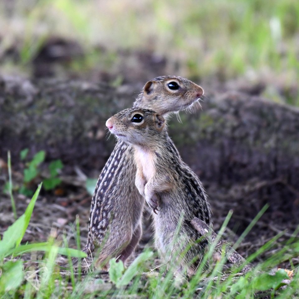 Thirteen-lined Ground Squirrels
