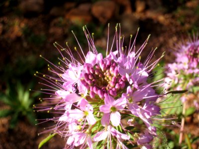 Spiky Flower Top photo