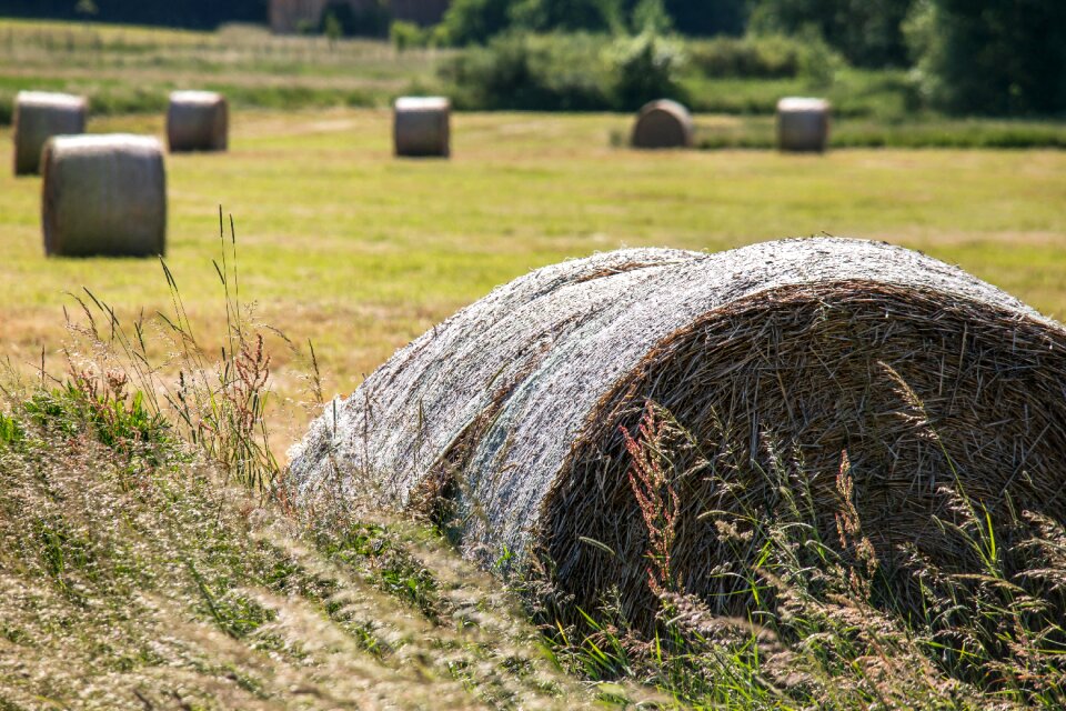 Harvest round bales winter feed