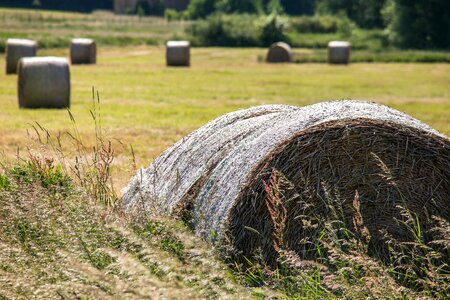 Harvest round bales winter feed