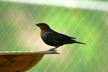 Brown-headed Cowbird photo