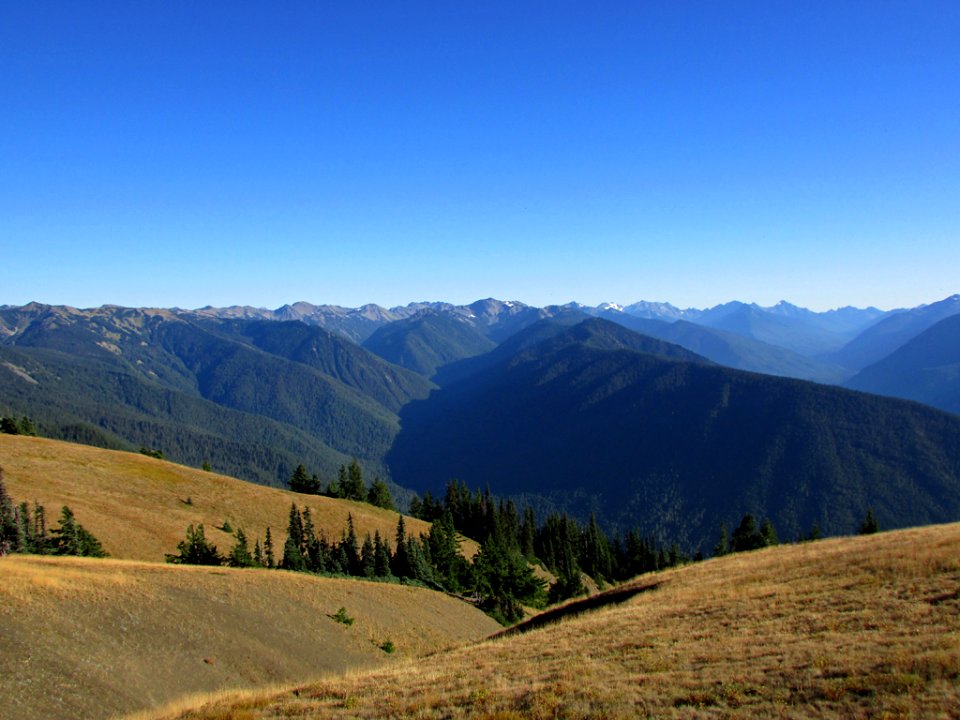 Hurricane Ridge at Olympic NP in WA
