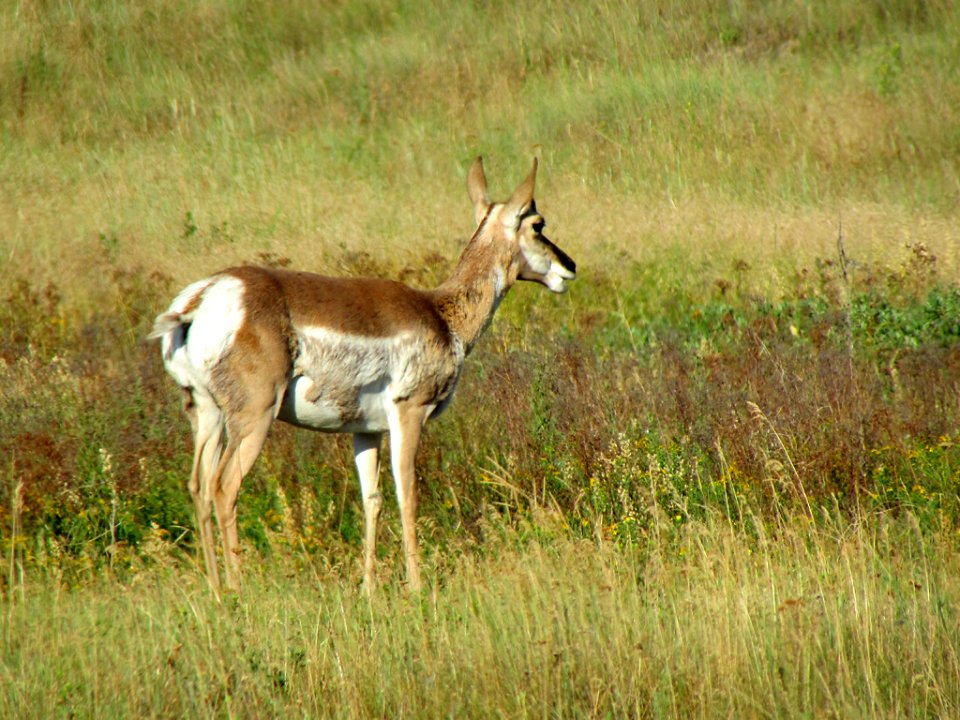 Antelope at National Bison Range in MT