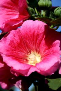 Hollyhock Flowers photo