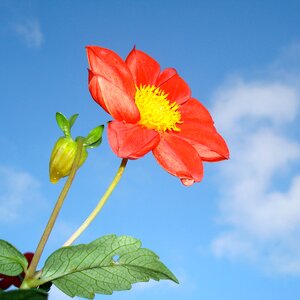 Petal stem bloom