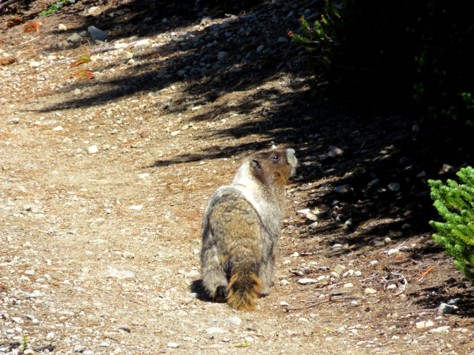 Hoary Marmot at Mt. Rainier NP in Washington