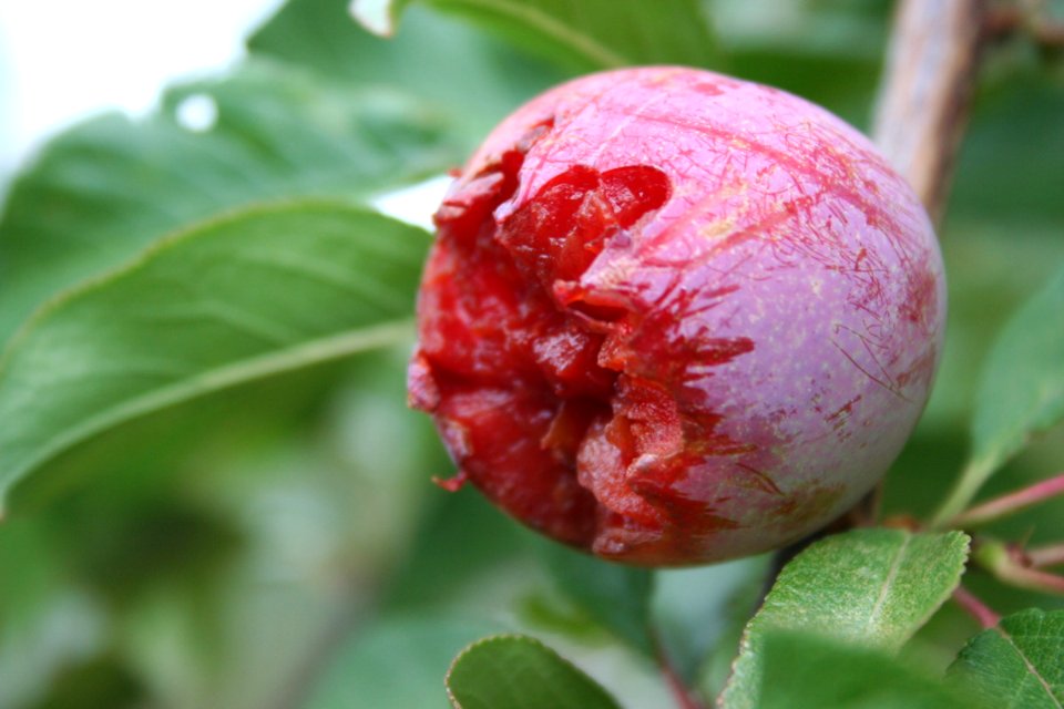 The Birds Enjoy the Plum