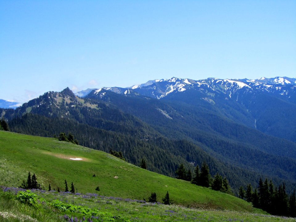 Hurricane Ridge at Olympic NP in WA