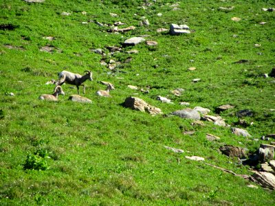 Bighorn Sheep at Glacier NP in MT