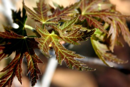 Maple Leaf
