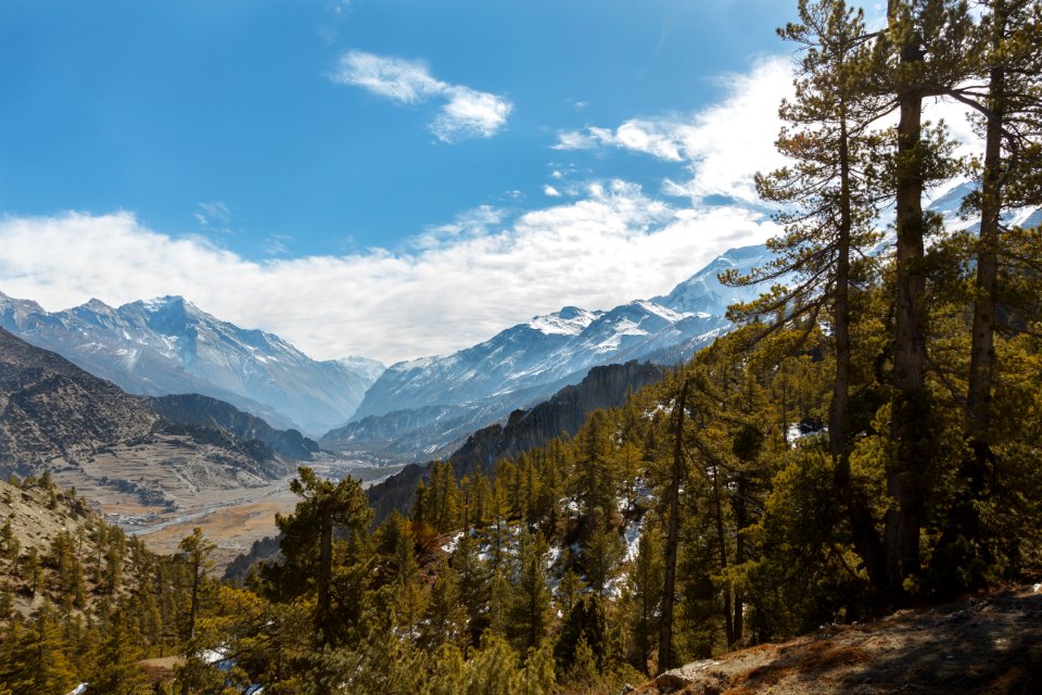 Mountains and Pine Trees