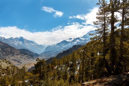 Mountains and Pine Trees photo