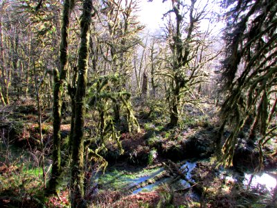Quinault Rain Forest at Olympic NP in WA