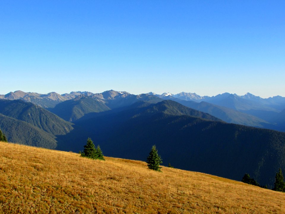 Hurricane Ridge at Olympic NP in WA
