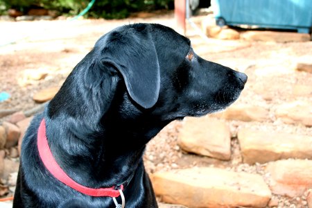 Cadu Profile