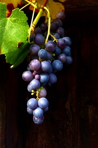 Blue grape muscat bleu blue photo