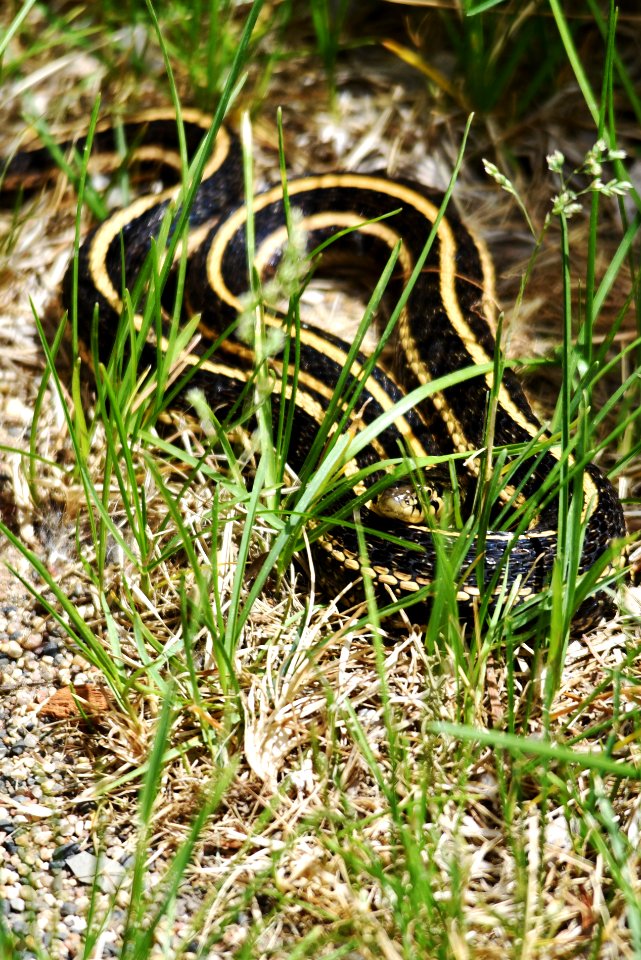 Plains garter snake in the grass