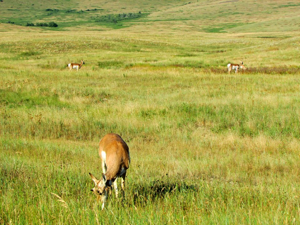 Antelope at National Bison Range in MT
