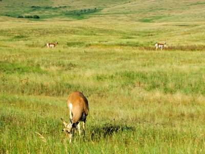 Antelope at National Bison Range in MT