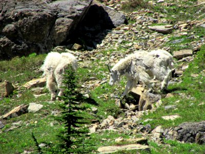 Mountain Goats at Glacier NP in MT