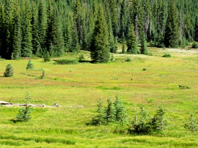 Meadow at North Cascades NP in WA