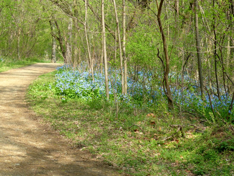 Virginia bluebells