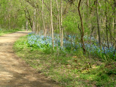 Virginia bluebells photo