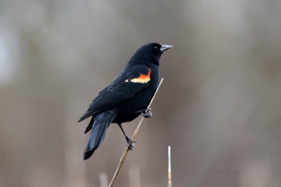Red-winged blackbird