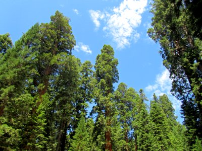 Sequoia NP in CA
