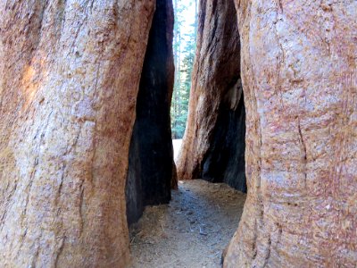 Sequoia NP in CA