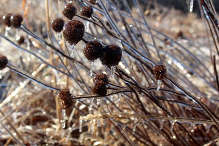 Wild bergamot seed heads covered in ice photo