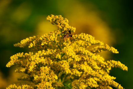 Paper wasp on Canada goldenrod photo