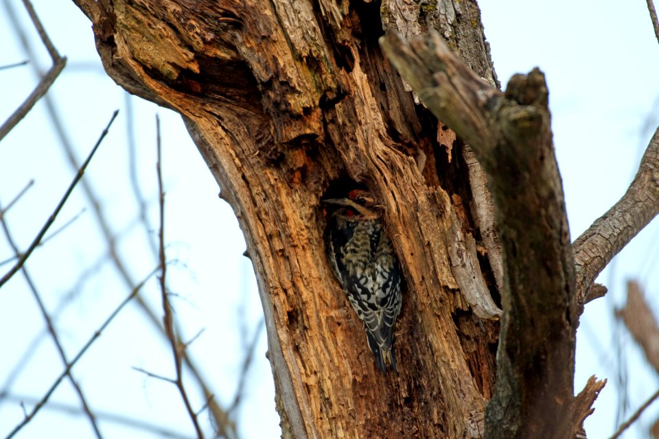 Yellow-bellied Sapsucker