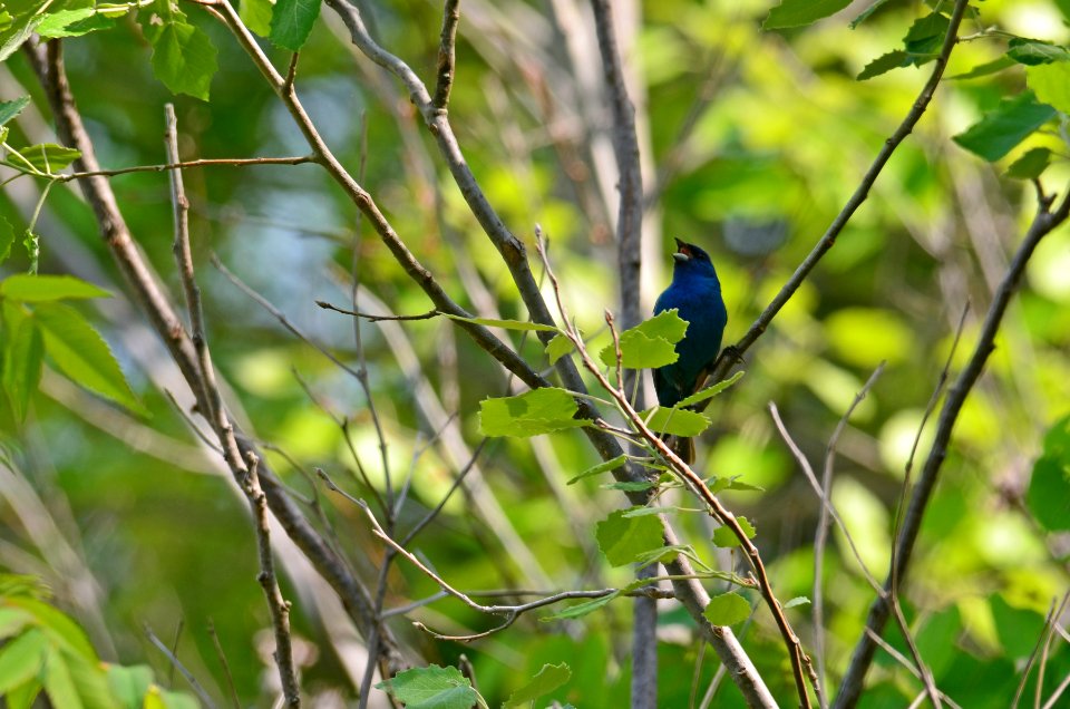 Indigo Bunting Singing