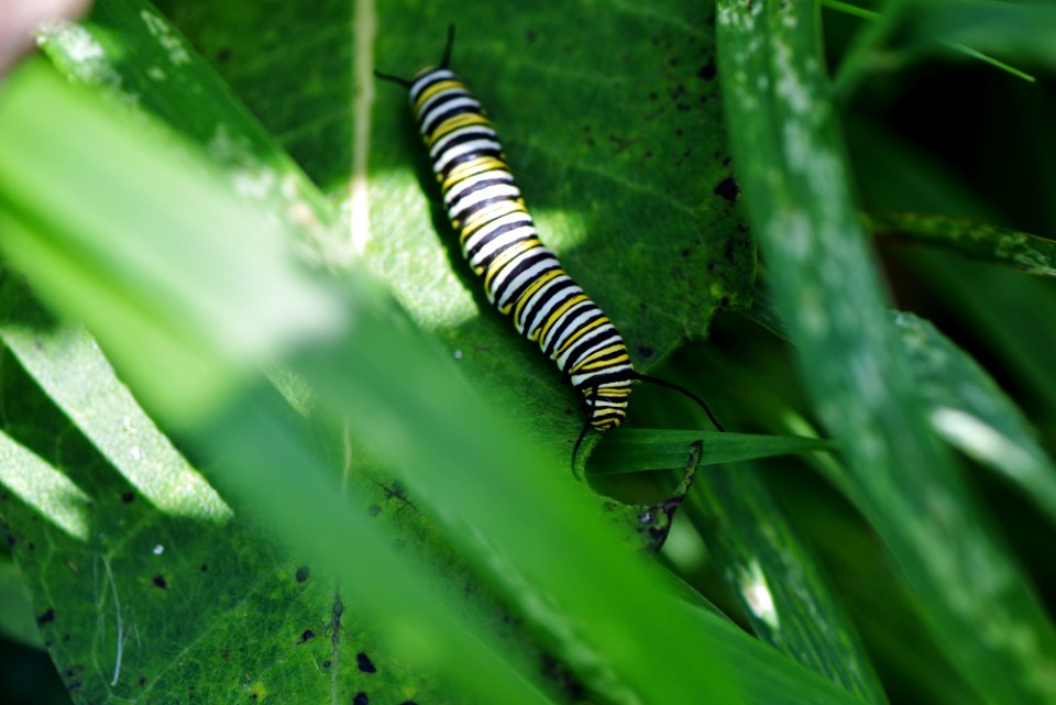 Monarch Caterpillar on Common Milkweed photo