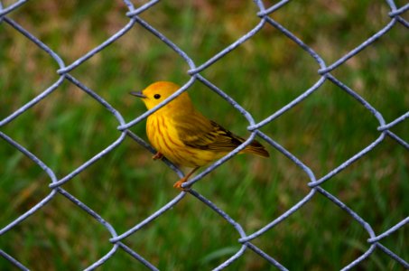 Yellow Warbler photo