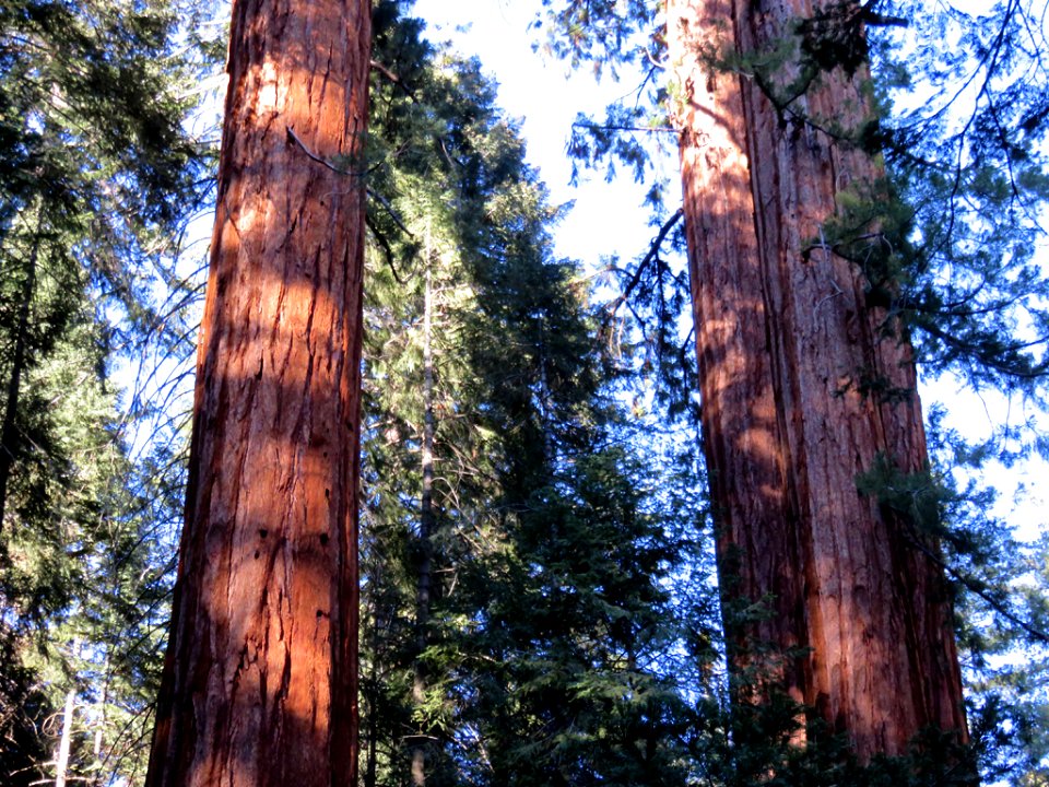 Trail Of 100 Giants at Sequoia NF in CA