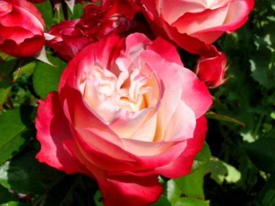 Blume